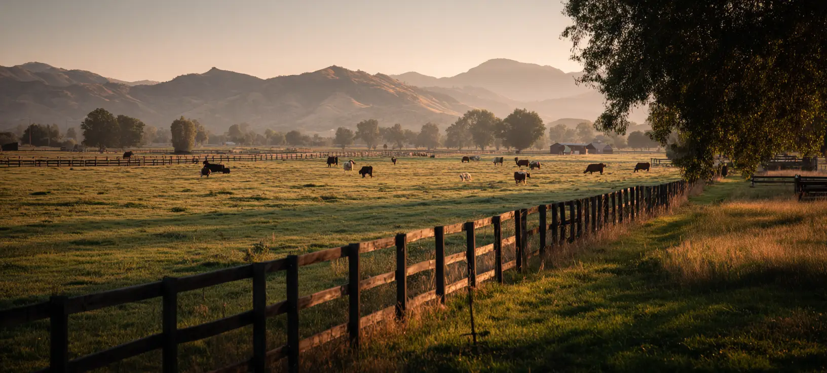 Cattle grazing on green pasture at Pine Ridge Beef